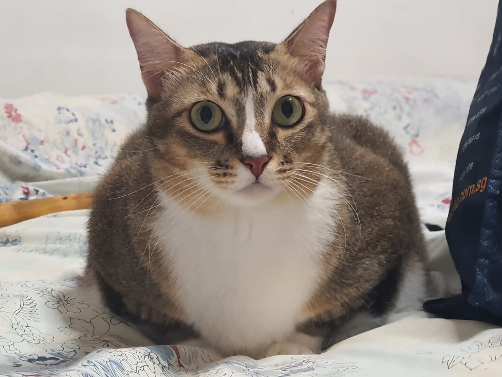 Xinjie Tang
