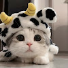 Yuxi